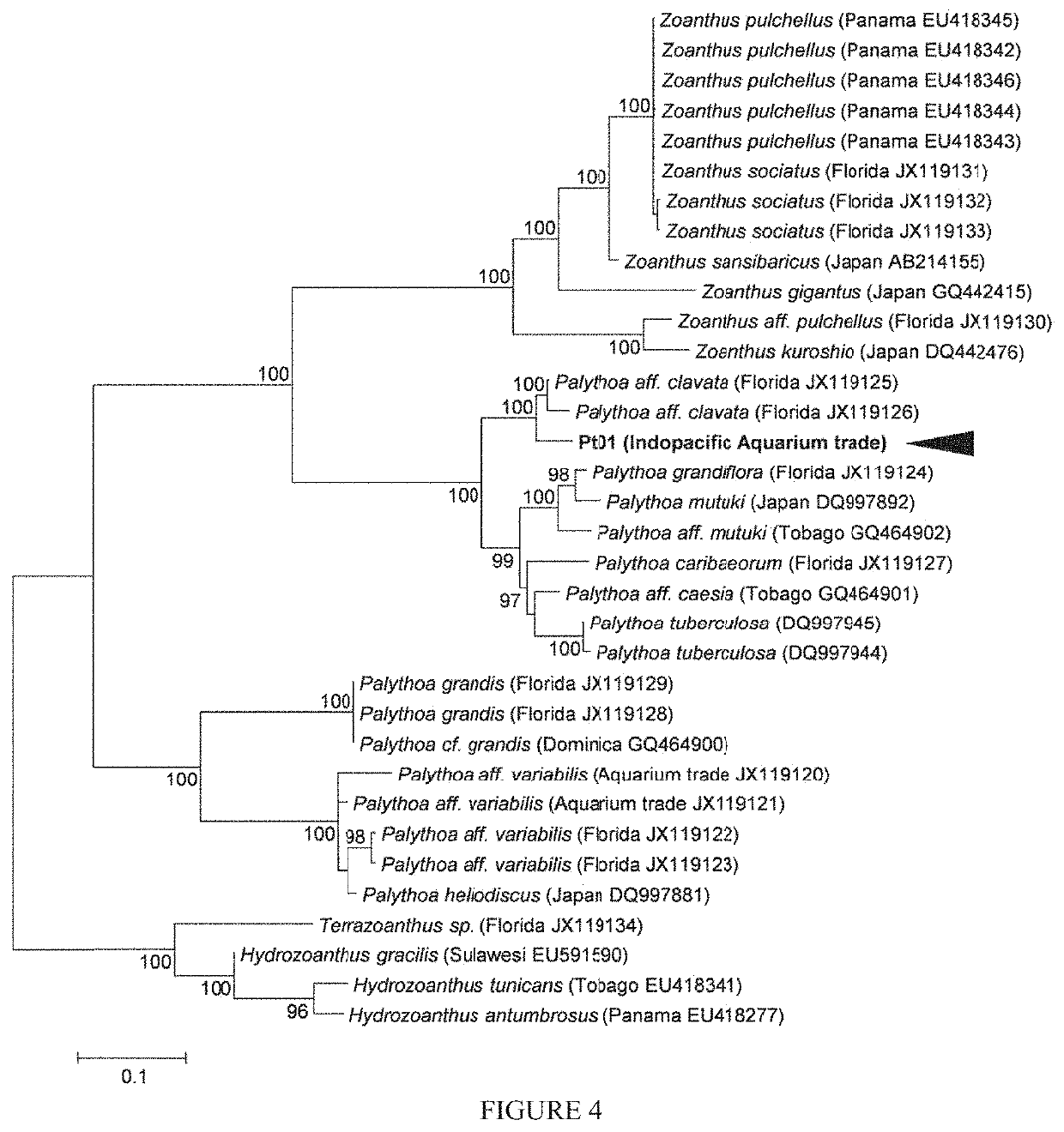 Palytoxyn, its medical use and process for its isolation