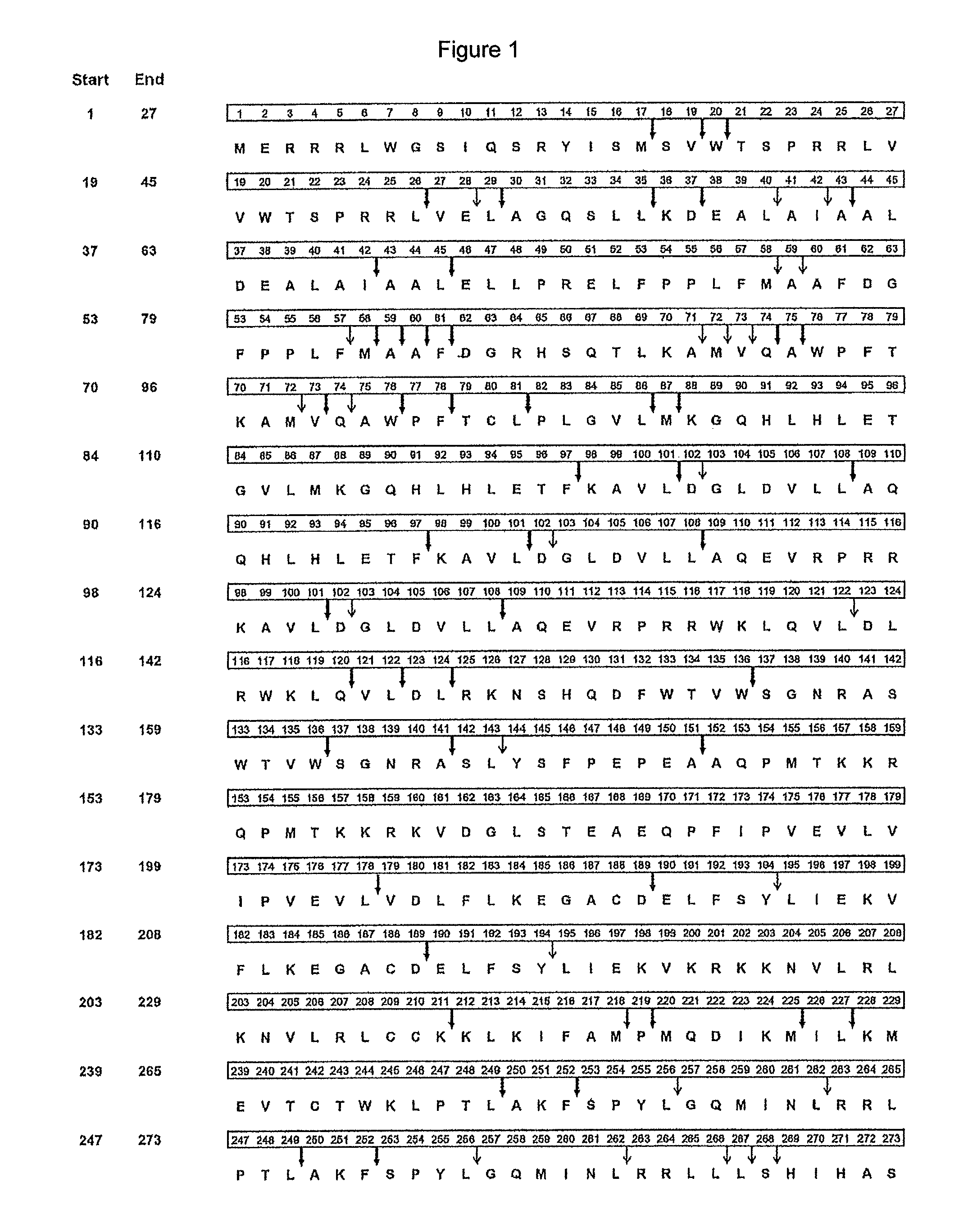 PRAME derived peptides and immunogenic compositions comprising these