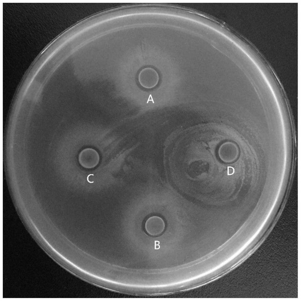 Bacillus subtilis SCUEC7 strain and application thereof