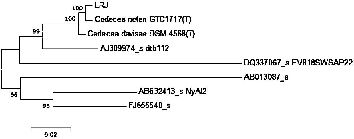 Crystal violet degrading bacterium and application thereof
