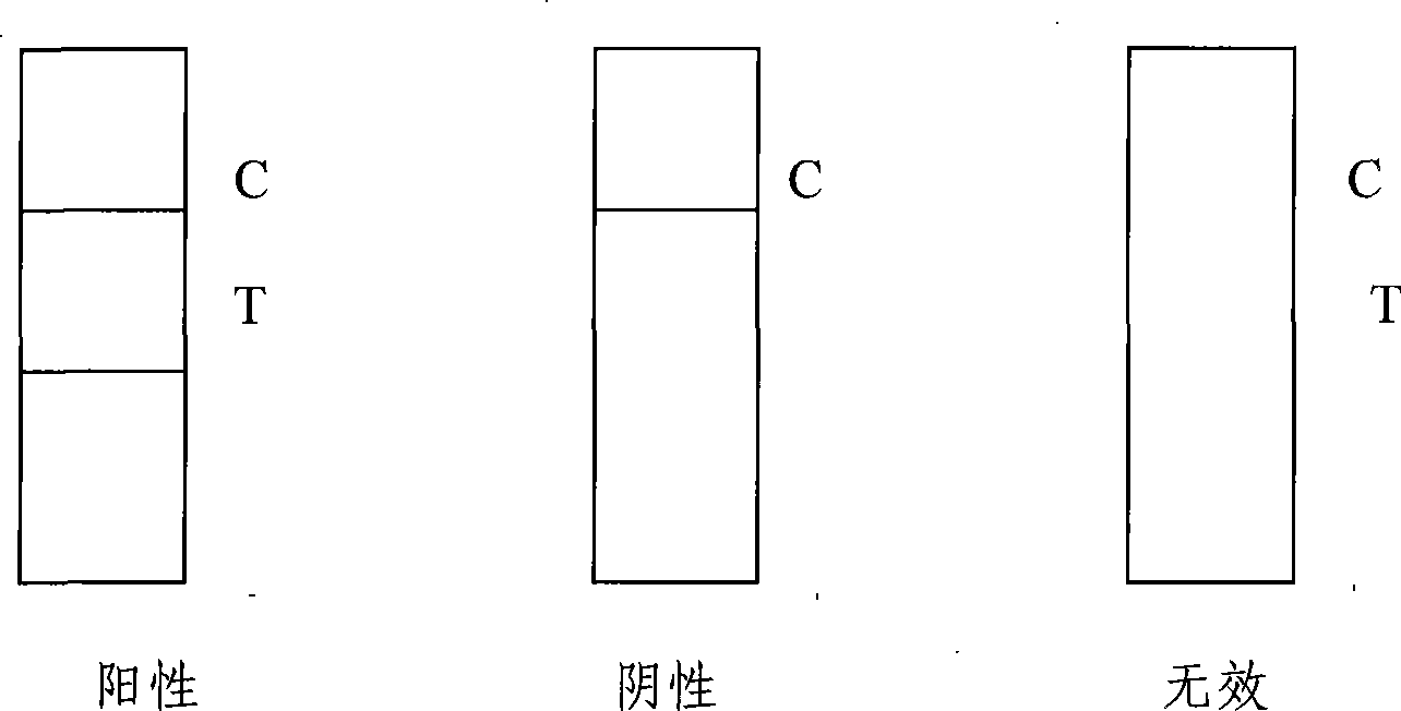 Test paper strip for rapidly detecting swine streptococcicosis type 2 colloidal gold