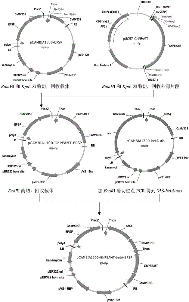 Method for improving salt tolerance and drought resistance of cotton by increasing synthesis capability of betaine