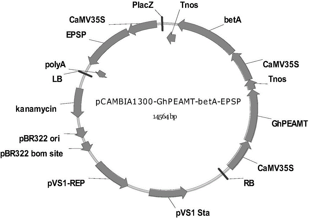 Method for improving salt tolerance and drought resistance of cotton by increasing synthesis capability of betaine