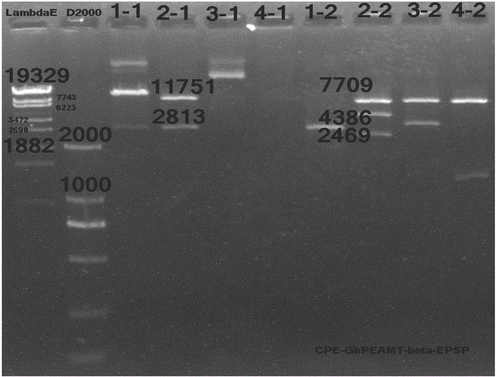 Method for improving salt tolerance and drought resistance of cotton by increasing synthesis capability of betaine