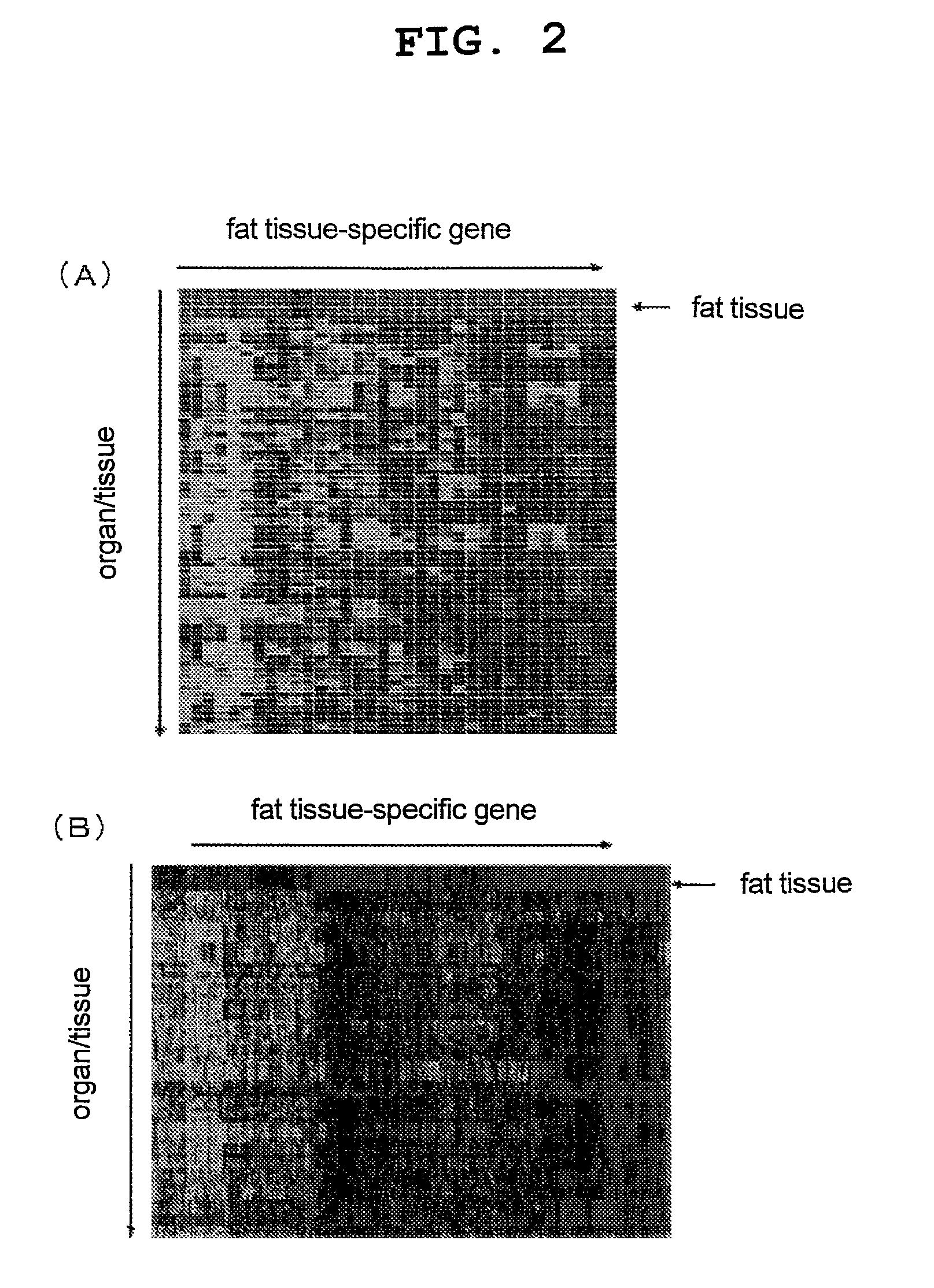 Organ-specific gene, method for identifying the same and use thereof