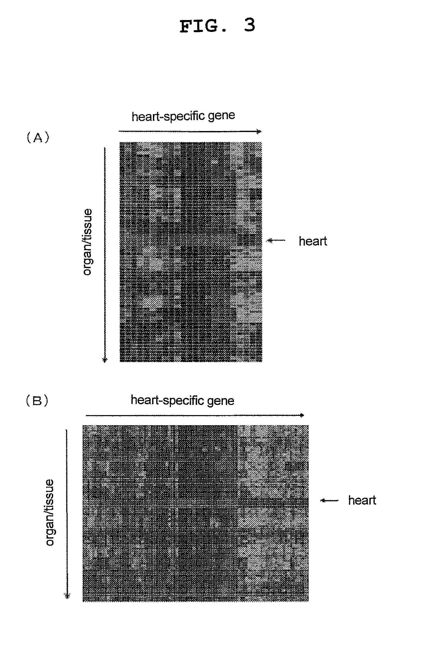 Organ-specific gene, method for identifying the same and use thereof
