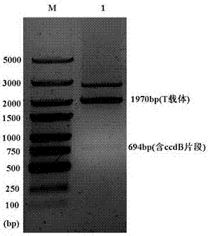 Plasmid vector and construction method thereof
