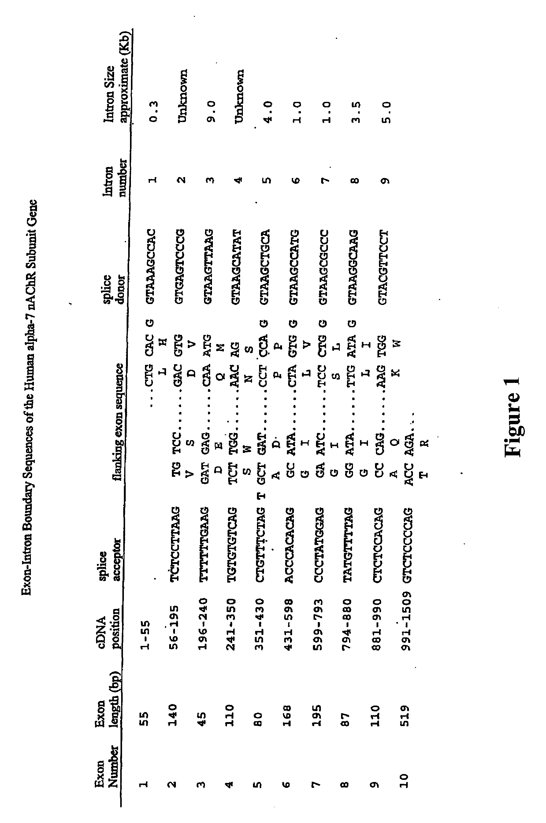 Promoter Variants Of The Alpha-7 Nicotinic Acetylcholine Receptor