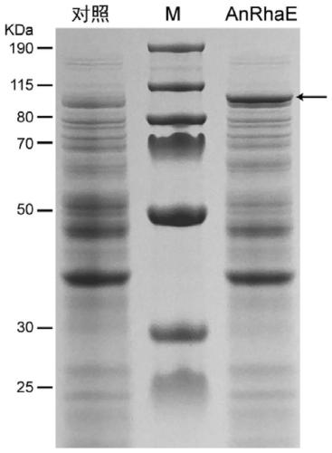 Recombinant escherichia coli expressing alpha-L-rhamnosidase and application of recombinant escherichia coli