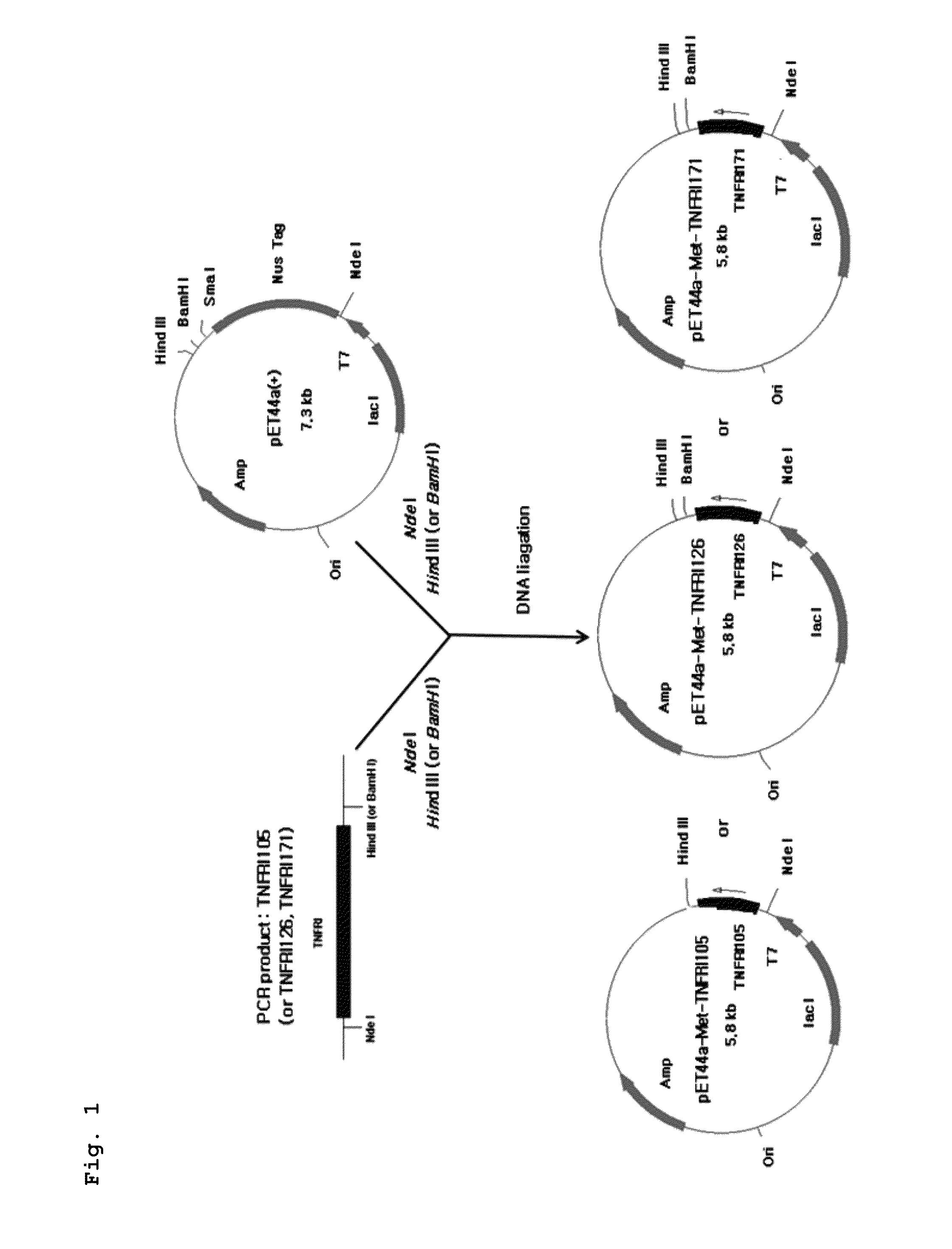 Modified human tumor necrosis factor receptor-I polypeptide or fragment thereof, and method for preparing same