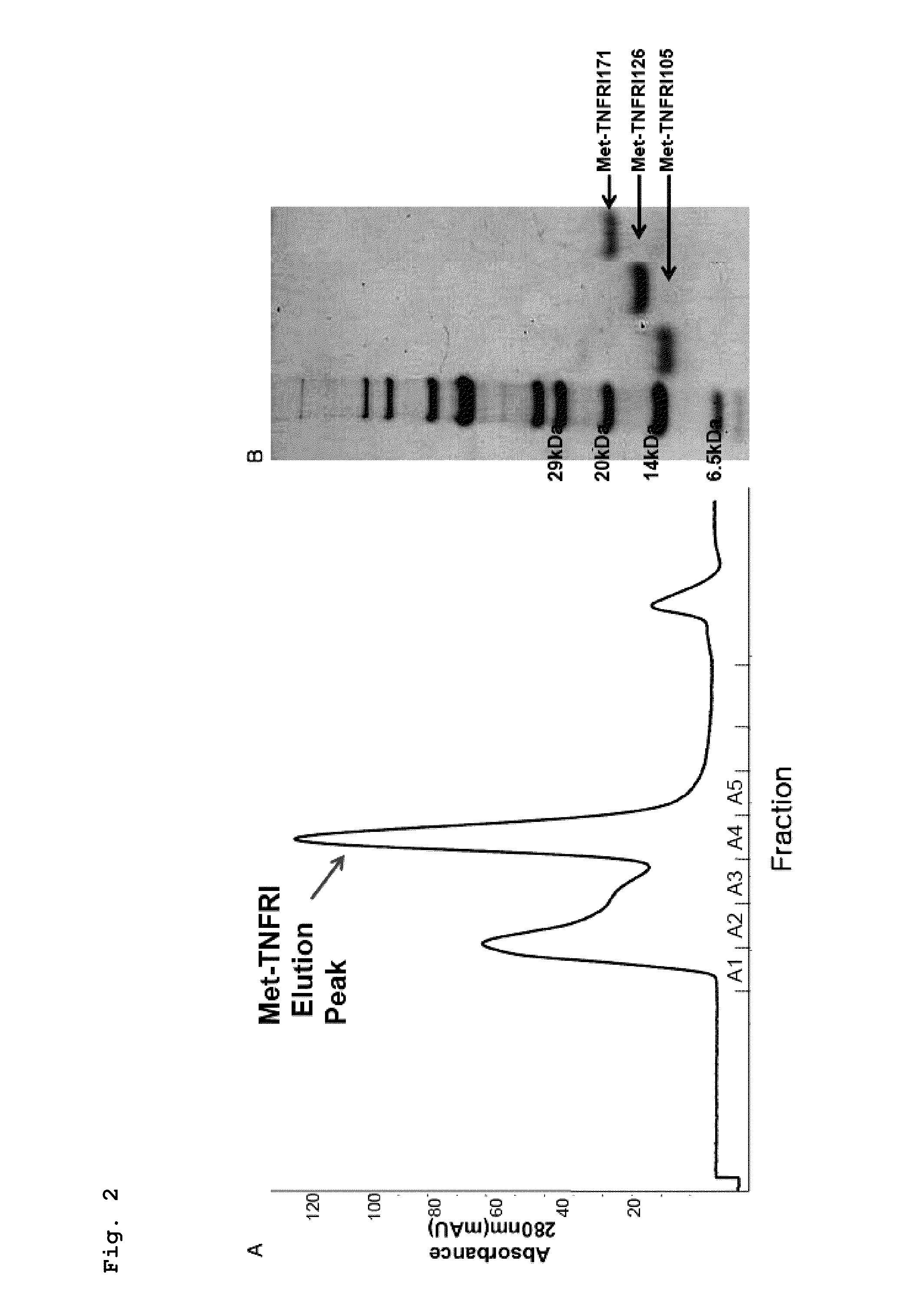 Modified human tumor necrosis factor receptor-I polypeptide or fragment thereof, and method for preparing same