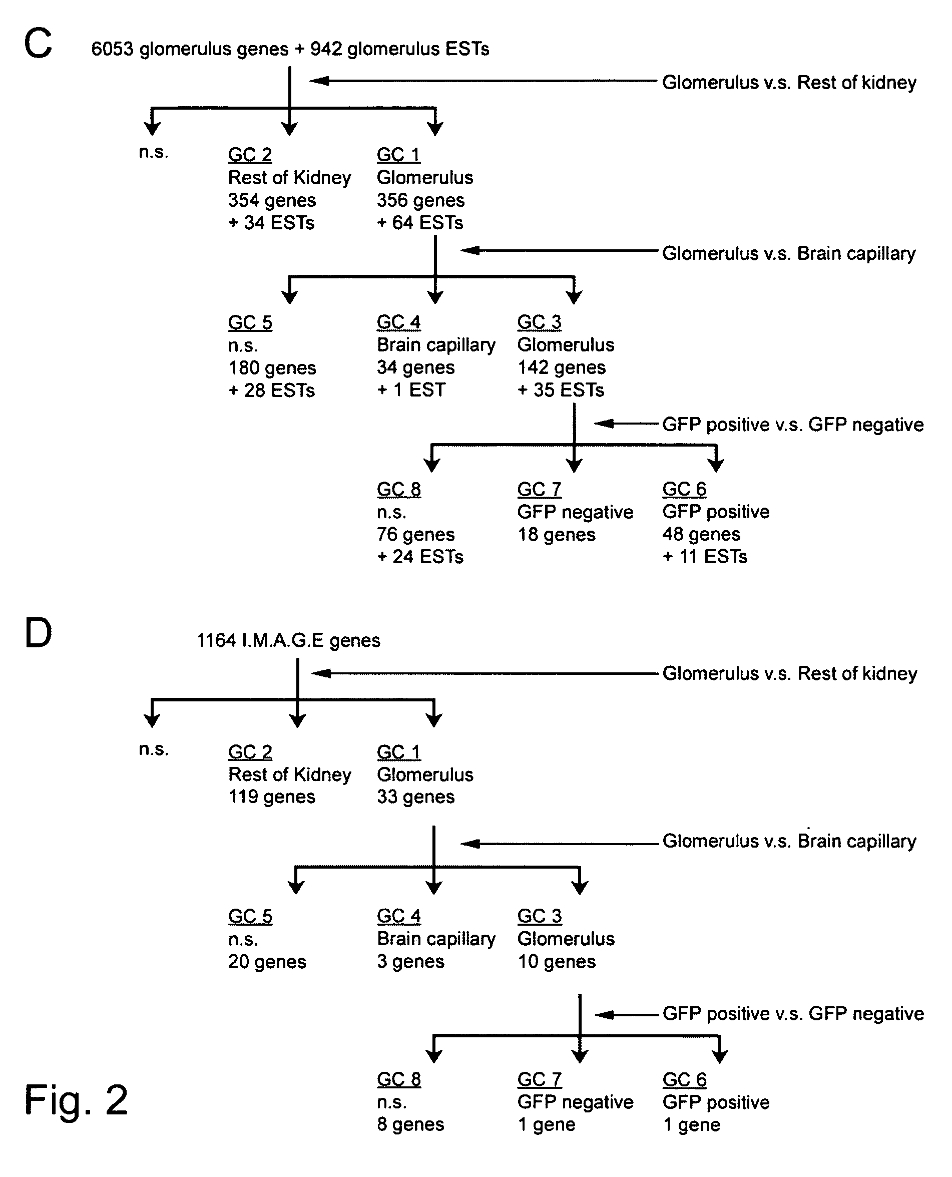 Glomerular expression profiling