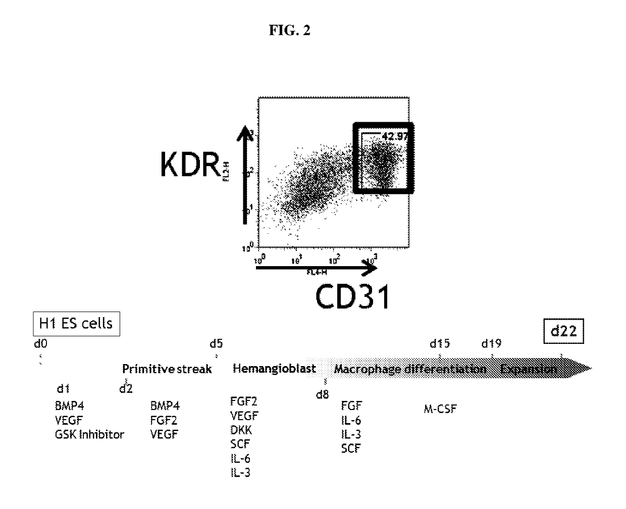 Method of differentiating human pluripotent stem cells into primitive macrophages