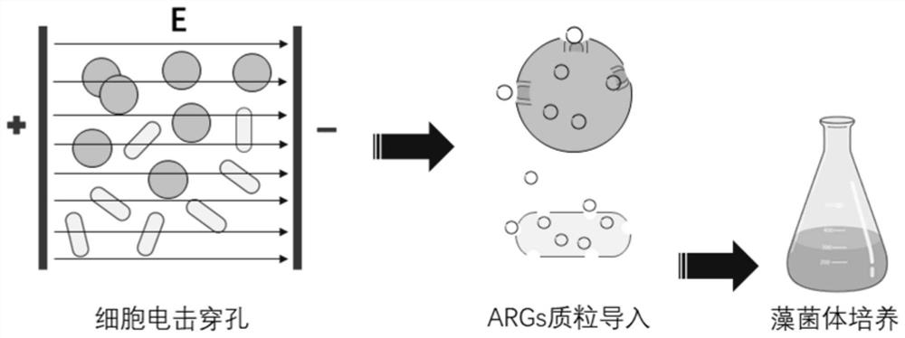 Construction method of algae-bacteria symbiotic system for removing ARGs in water body