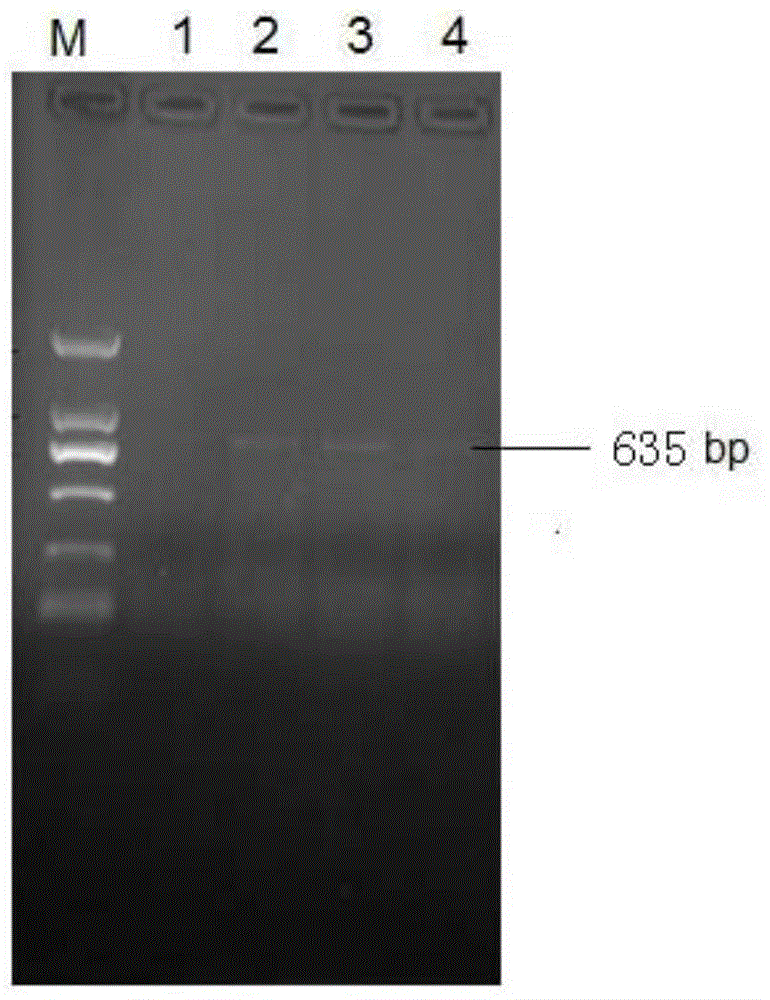 PCR detection method for poppy