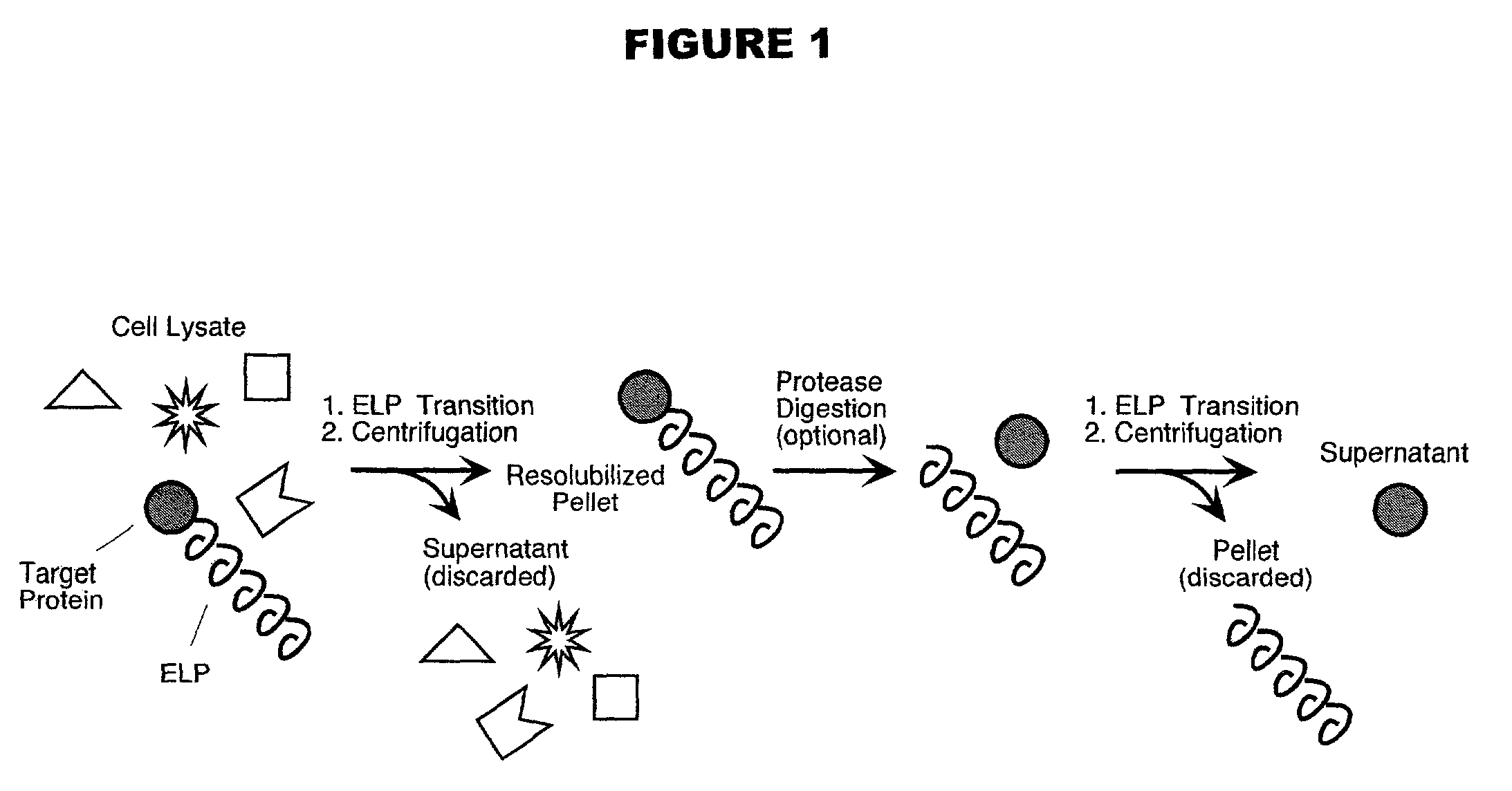 Fusion peptides isolatable by phase transition