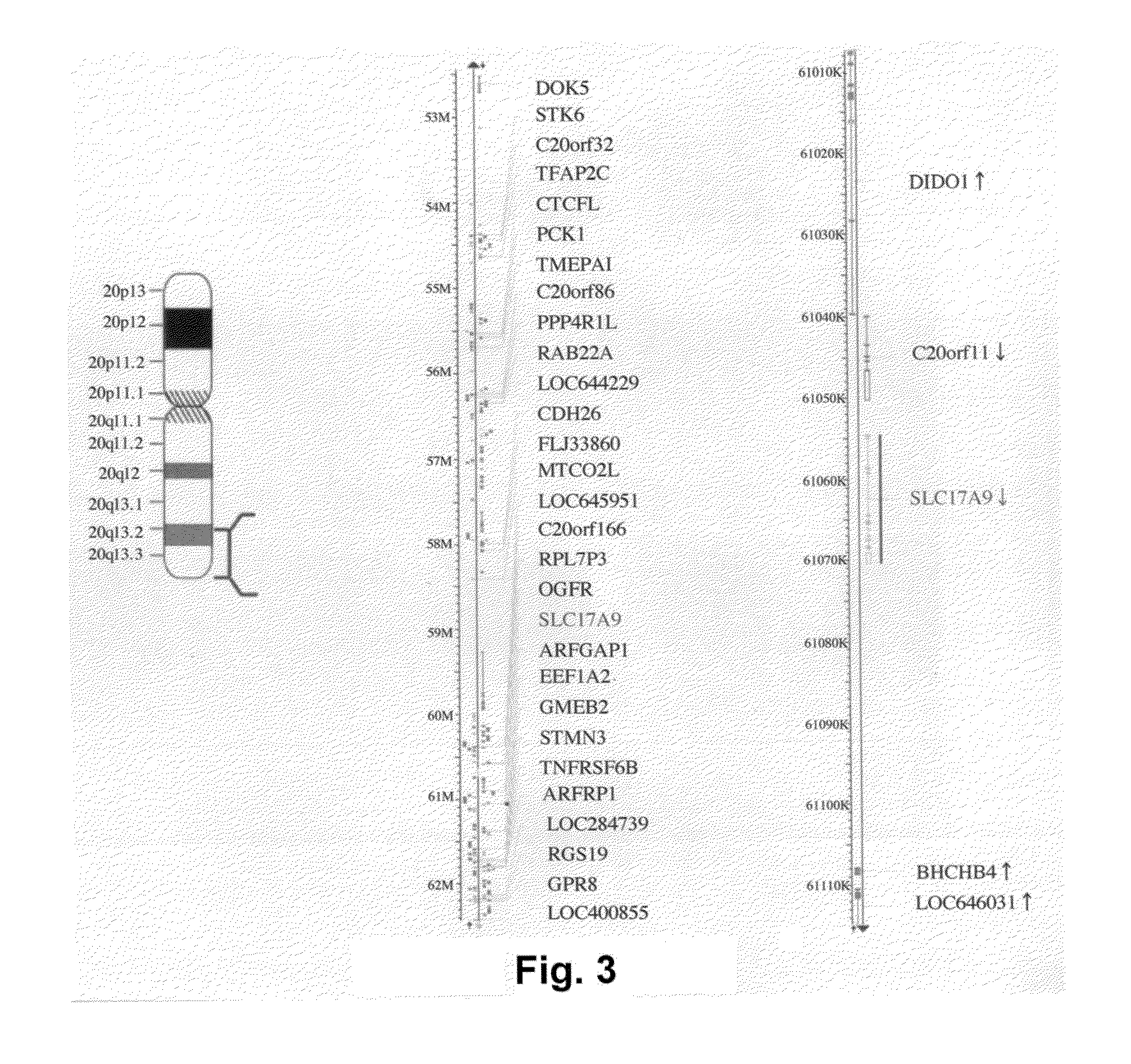 Methods for screening modulators of SLC17-type anion transport activity