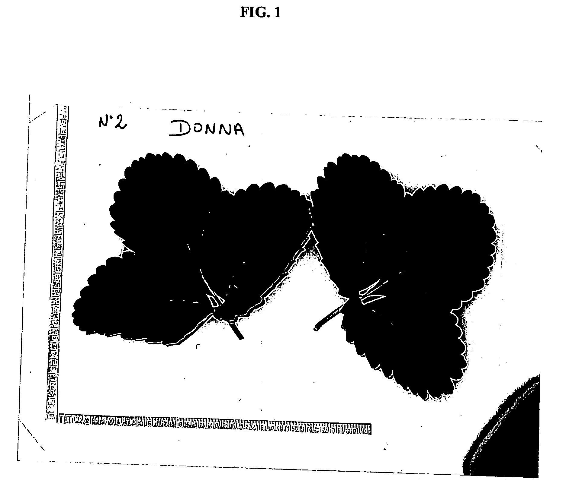 Strawberry plant named 'DONNA'