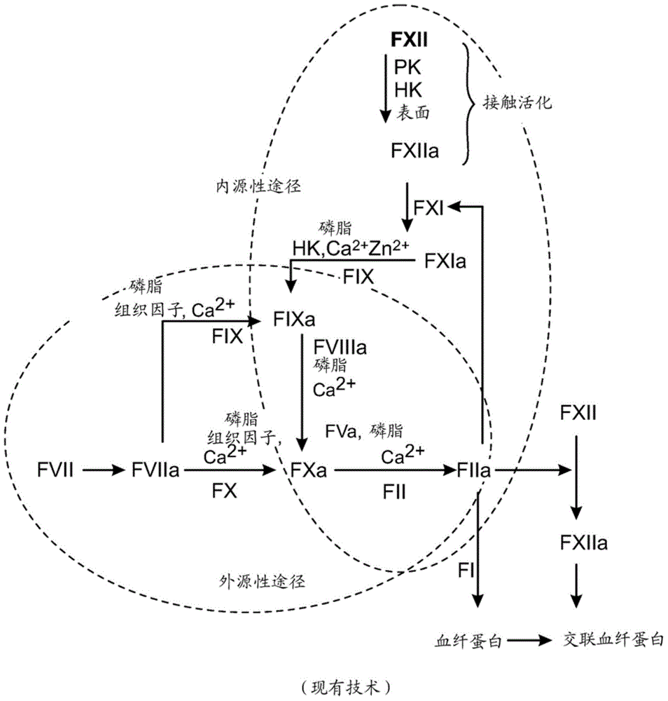 Method and apparatus for preparing single donor thrombin serum