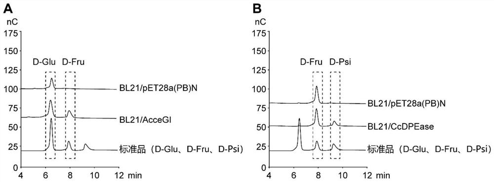 Fusion protein for catalyzing glucose to synthesize D-psicose and construction method thereof