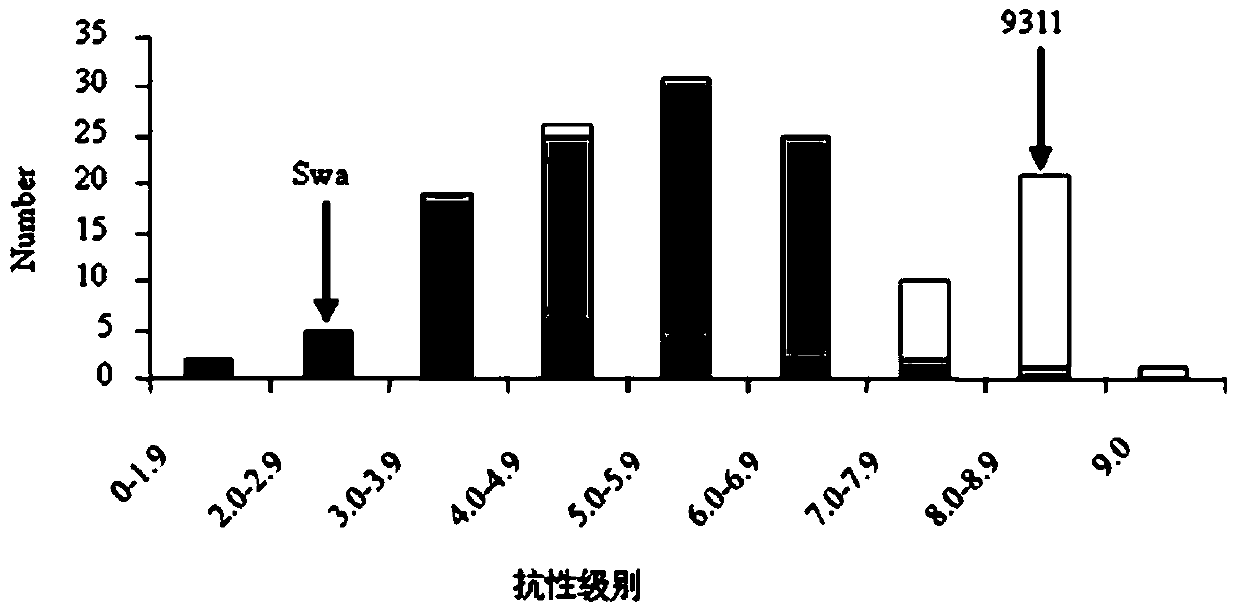 Rice brown planthopper resistance gene bph6 and its closely linked molecular markers