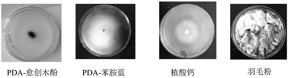 Irpex lacteus capable of efficiently degrading lignin and application of irpex lacteus