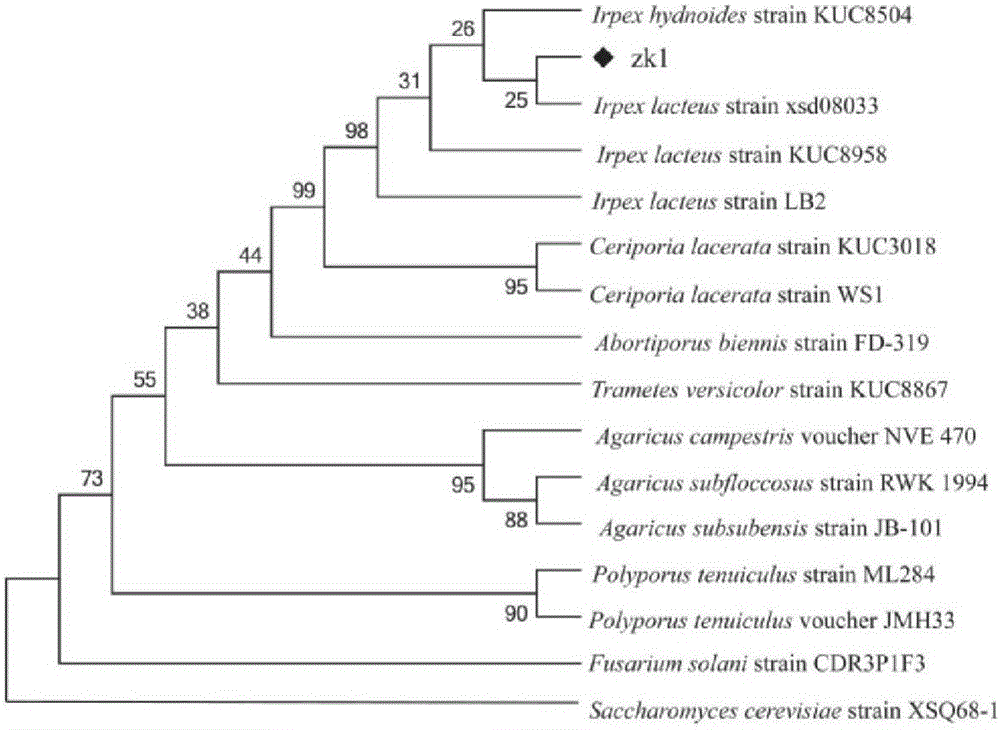 Irpex lacteus capable of efficiently degrading lignin and application of irpex lacteus