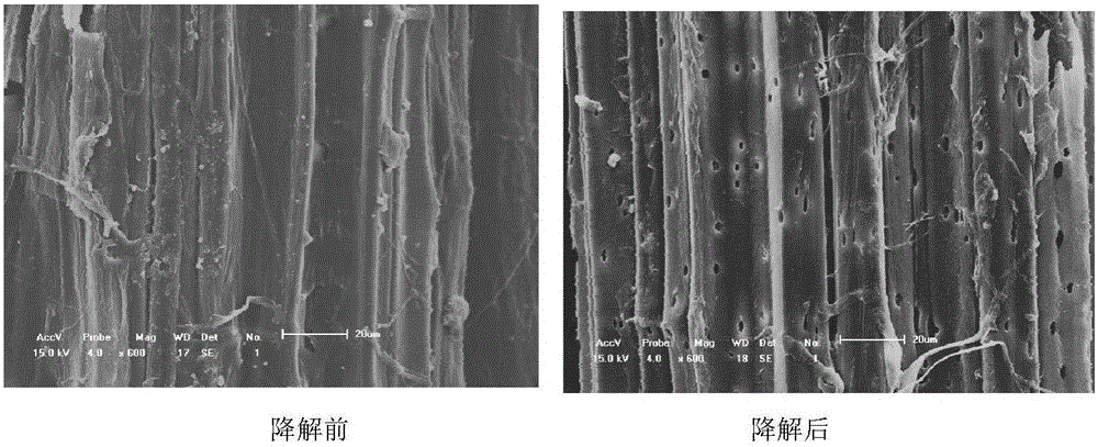 Irpex lacteus capable of efficiently degrading lignin and application of irpex lacteus