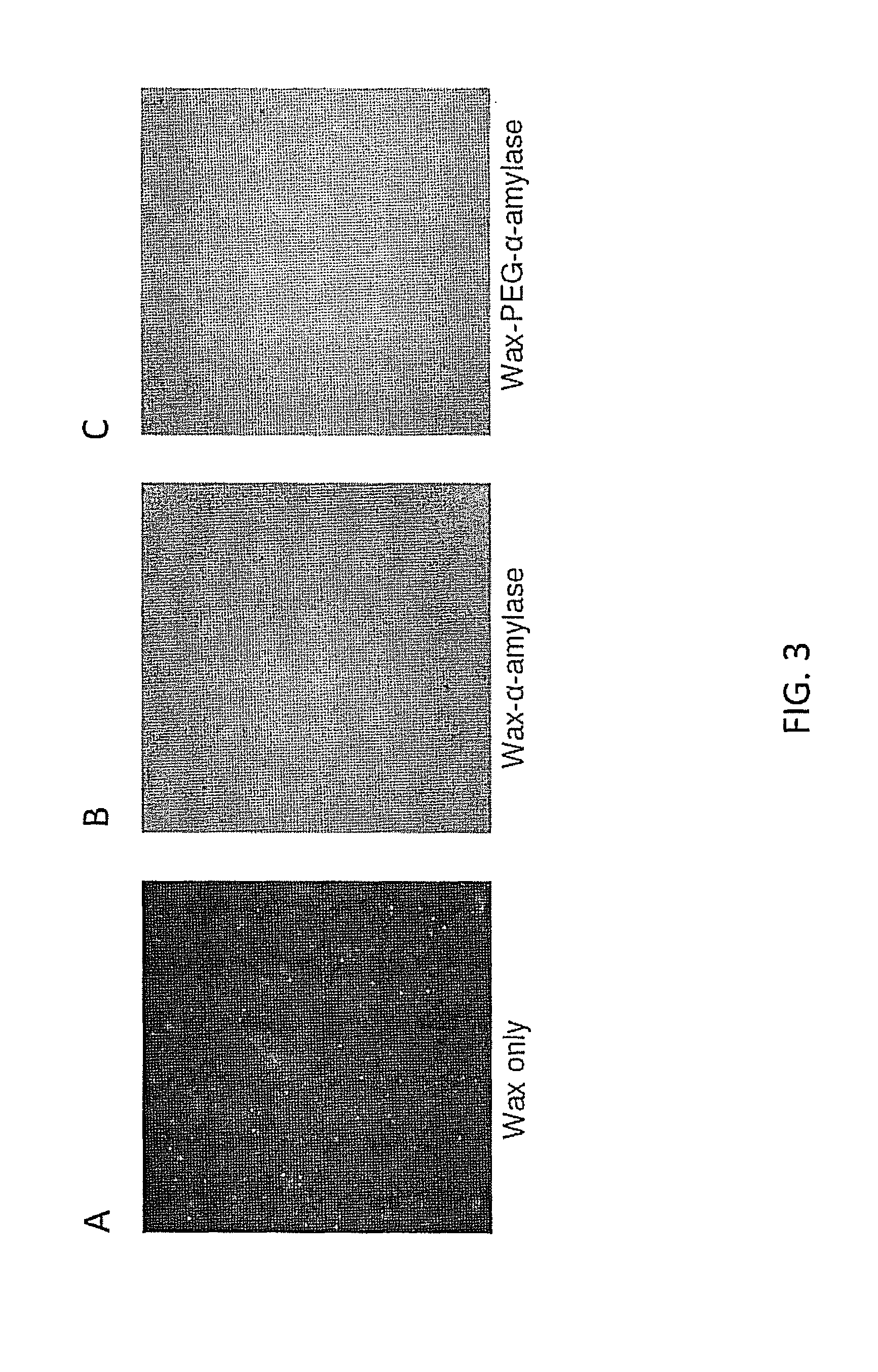 Coatings containing polymer modified enzyme for stable self-cleaning of organic stains