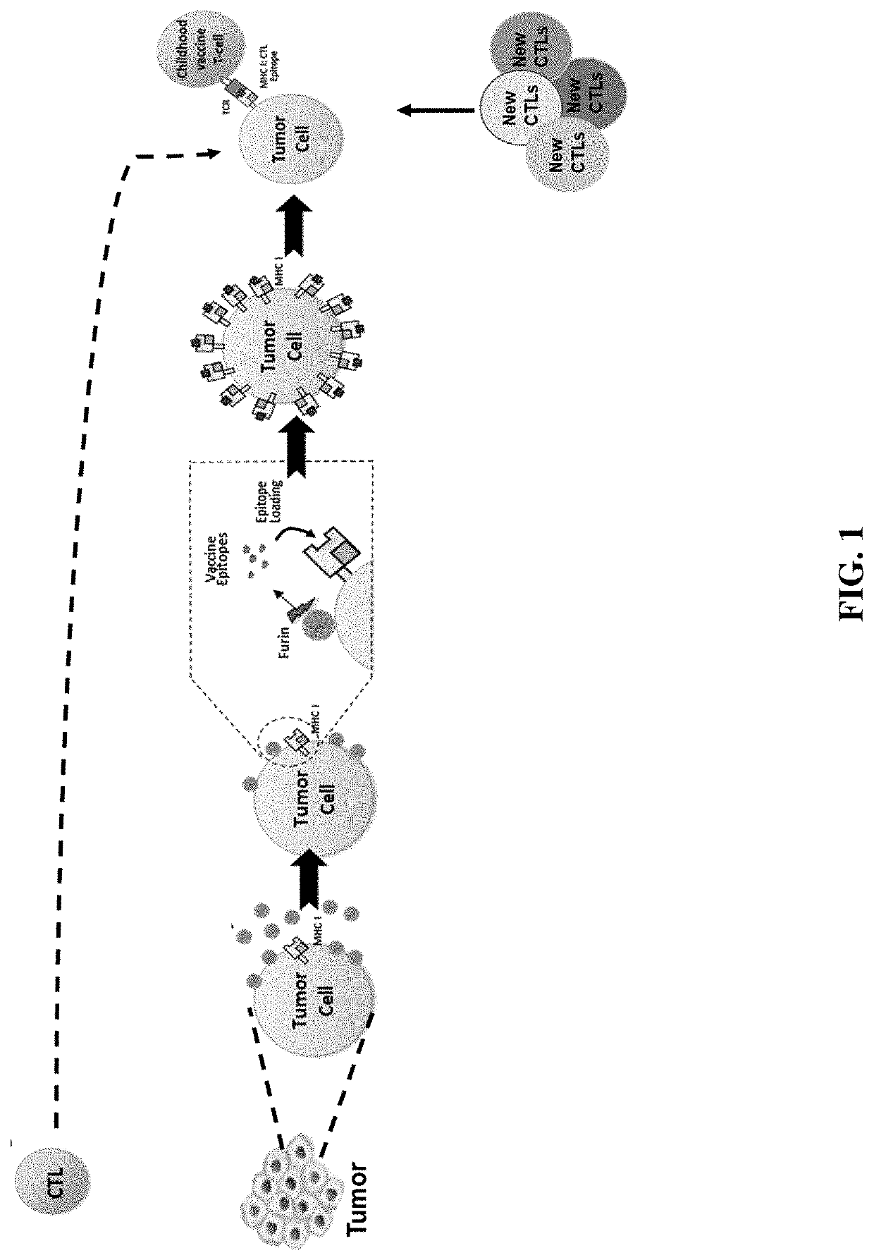 Conjugated virus-like particles and uses thereof as Anti-tumor immune redirectors