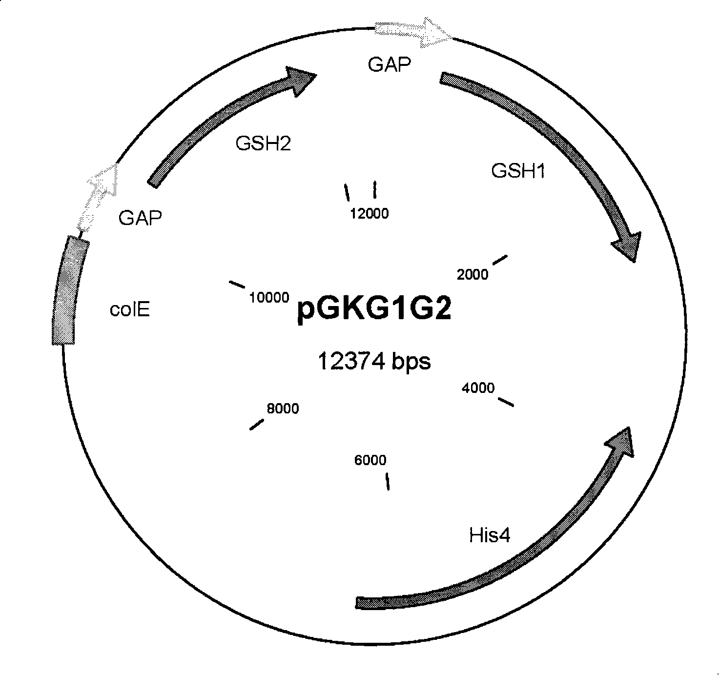 Method for producing glutathione by use of metabolic engineering bacteria
