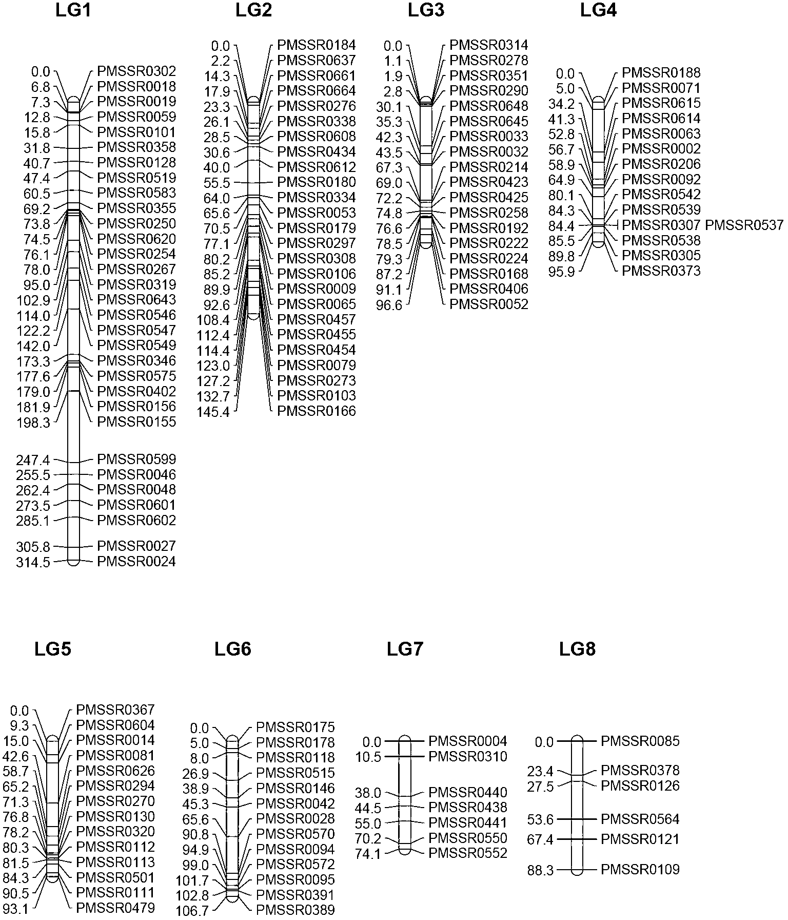 Method for constructing Prunus mume Sieb.et Zucc SSR (simple sequence repeat) genetic map