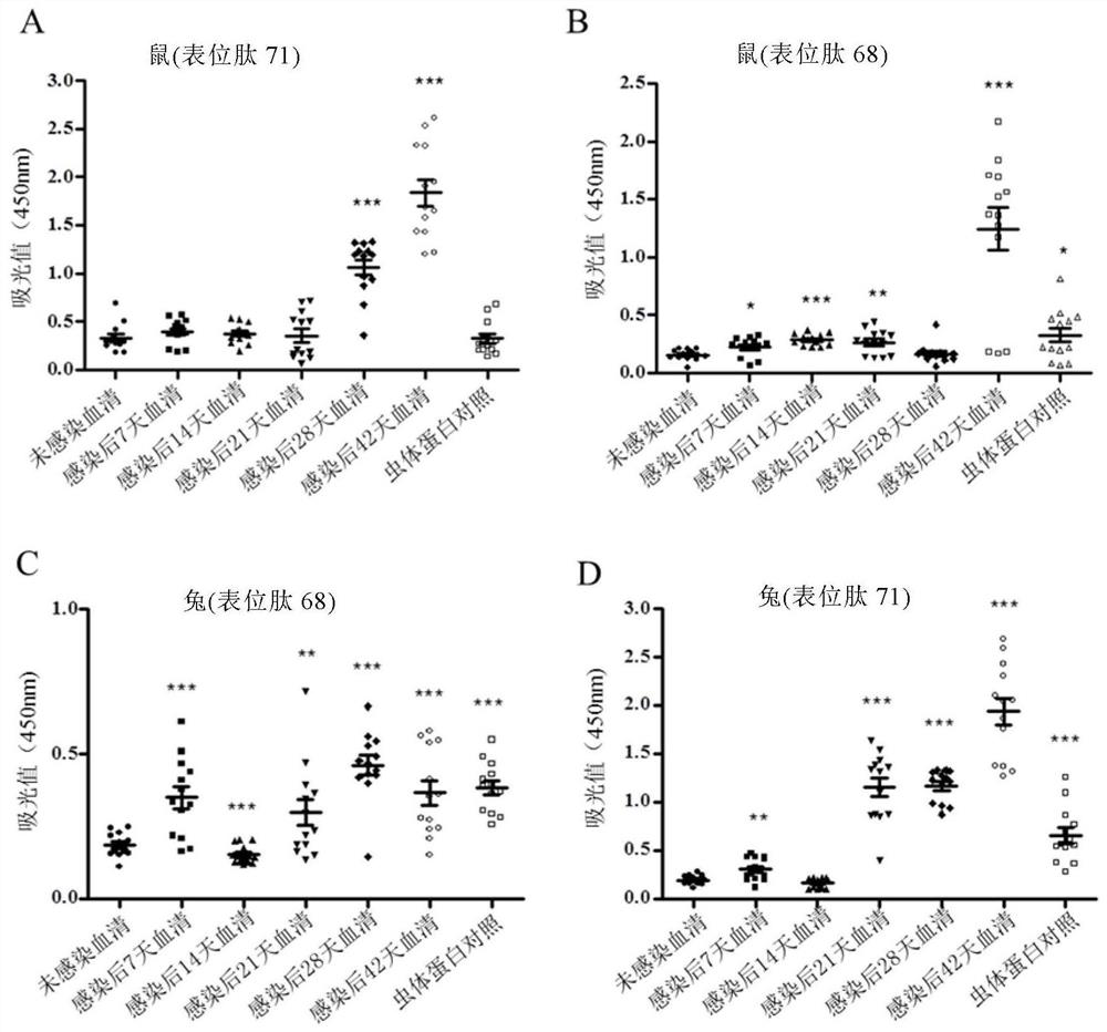 A Schistosoma japonicum immune epitope recombinant protein and its application