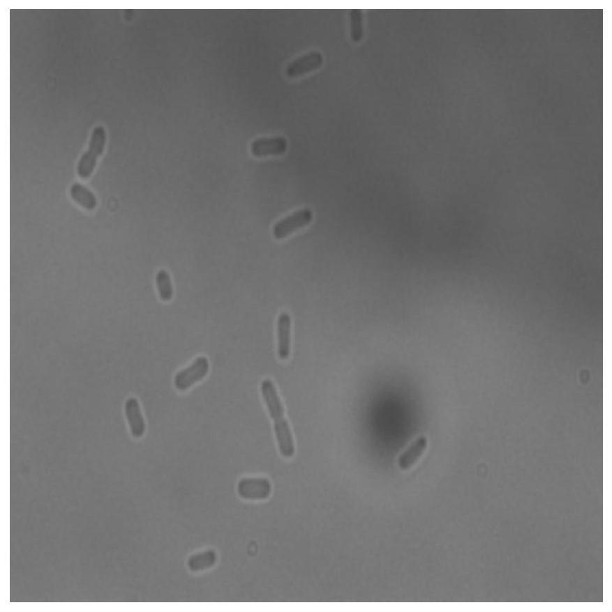 Bacterial microscopic image segmentation method based on deep learning network