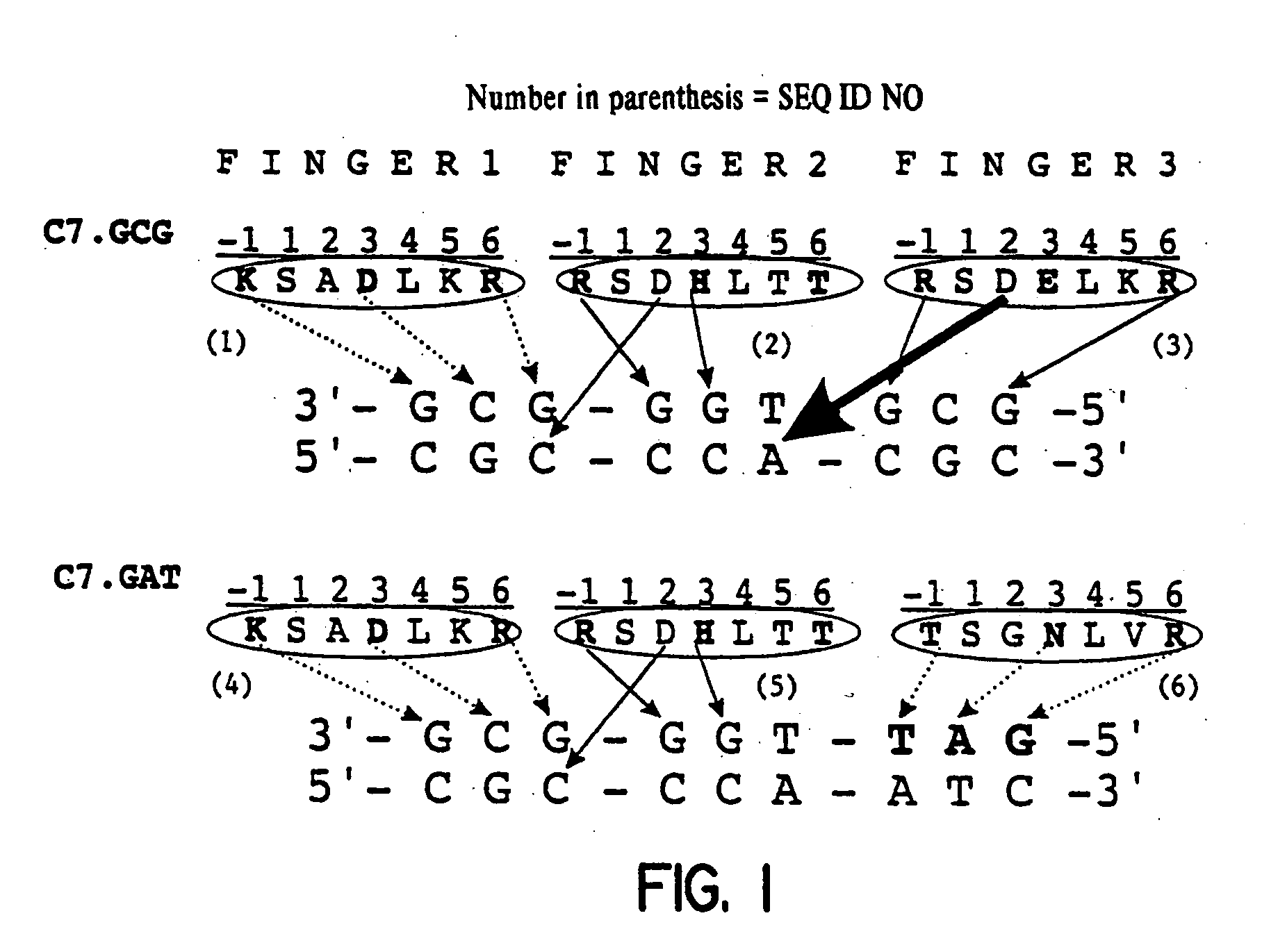 Zinc finger binding domains for nucleotide sequence ANN