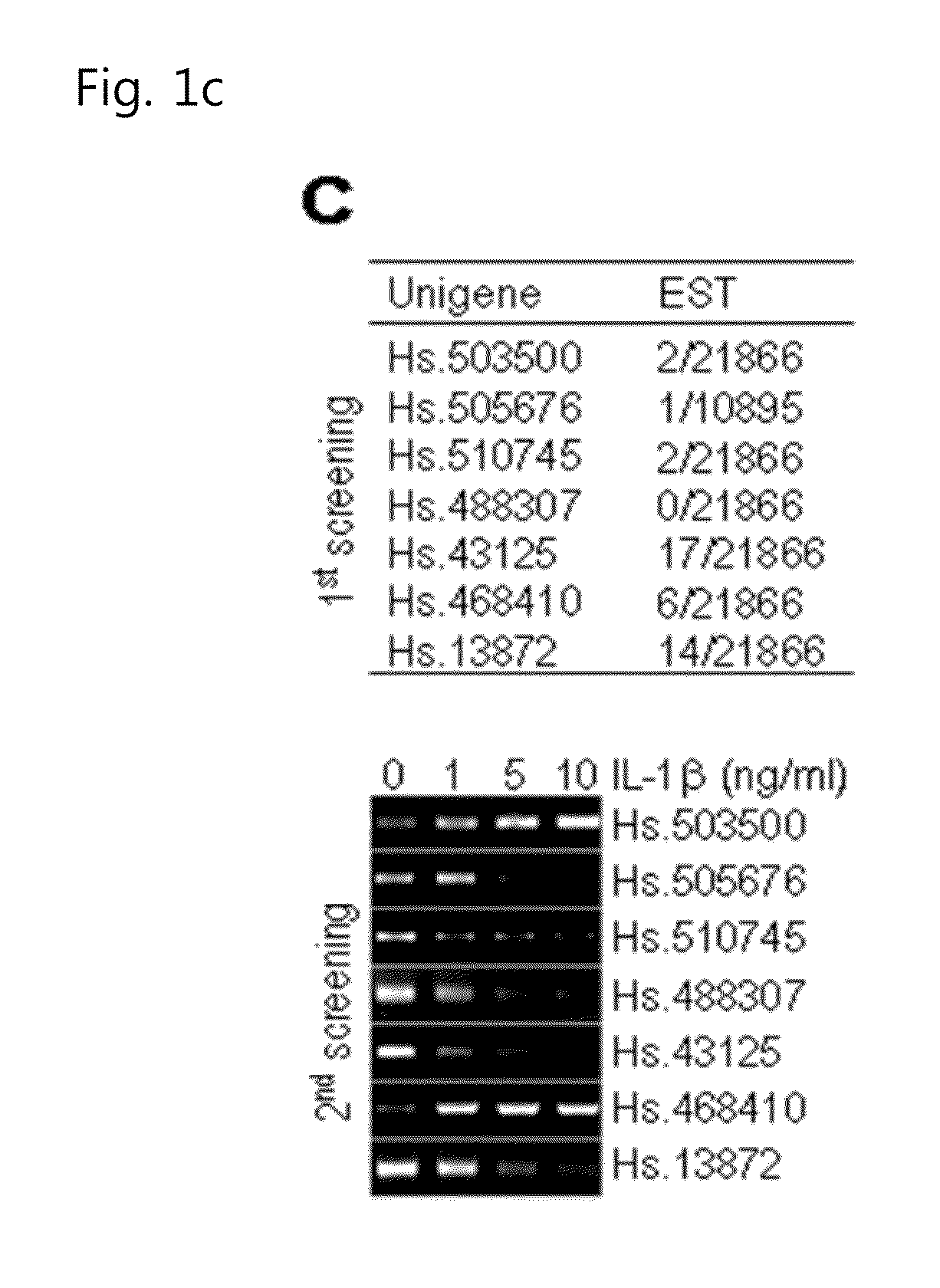 Pharmaceutical composition including an hif-2 alpha inhibitor as an active ingredient for preventing or treating arthritis