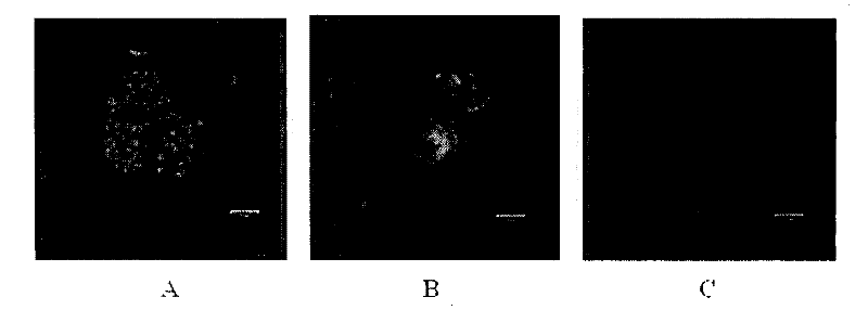 Target restraint alpha Nu beta3 positive cell proliferation cyclic peptides