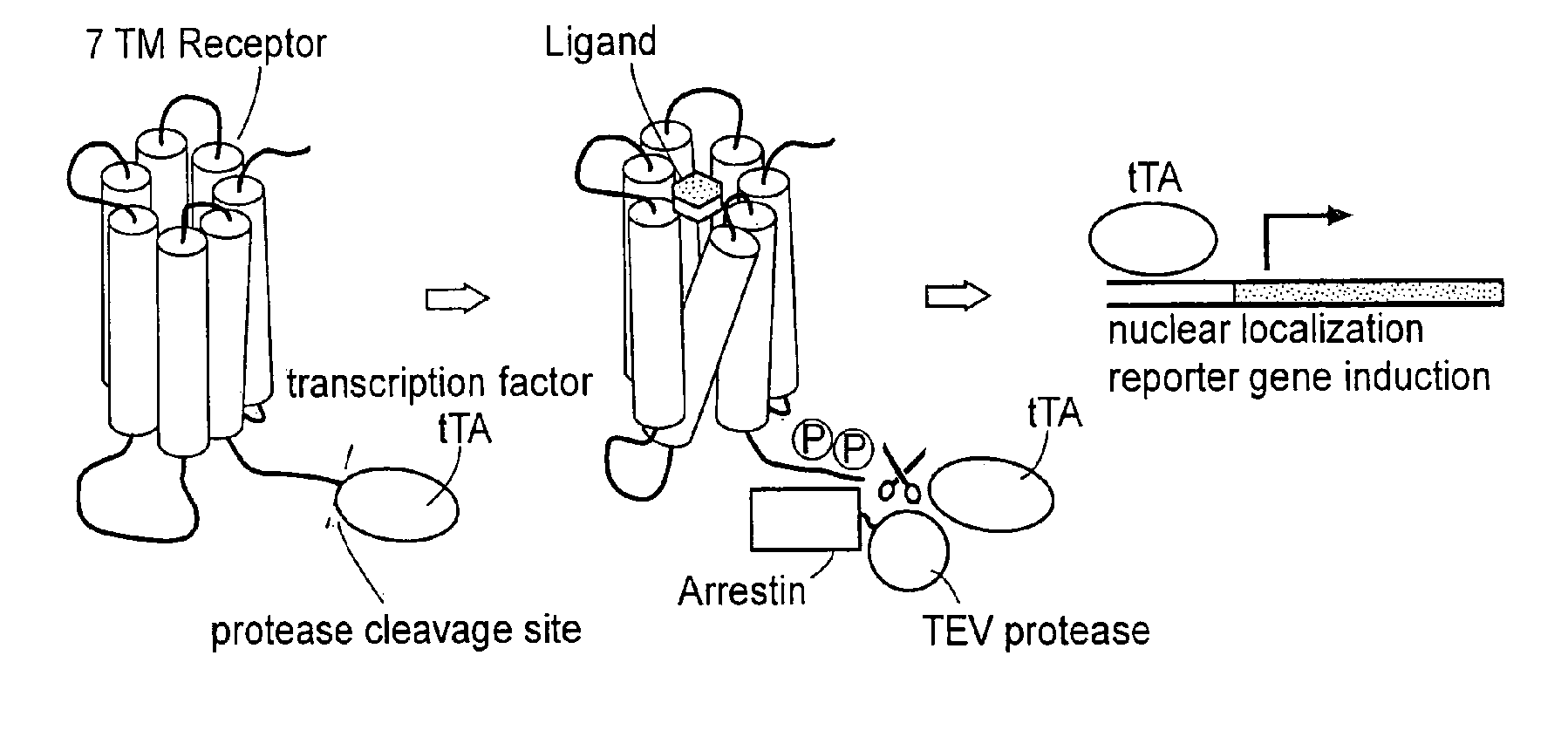 Methods for assaying protein-protein interactions