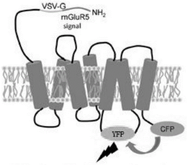 Active pharmaceutical ingredient screening method based on melatonin receptor 2 molecular probe