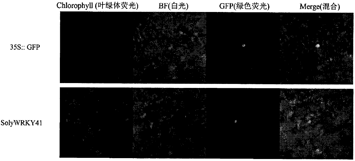 Functional analysis and application of SolyWRKY41 gene responding to tomato yellow leaf curl virus