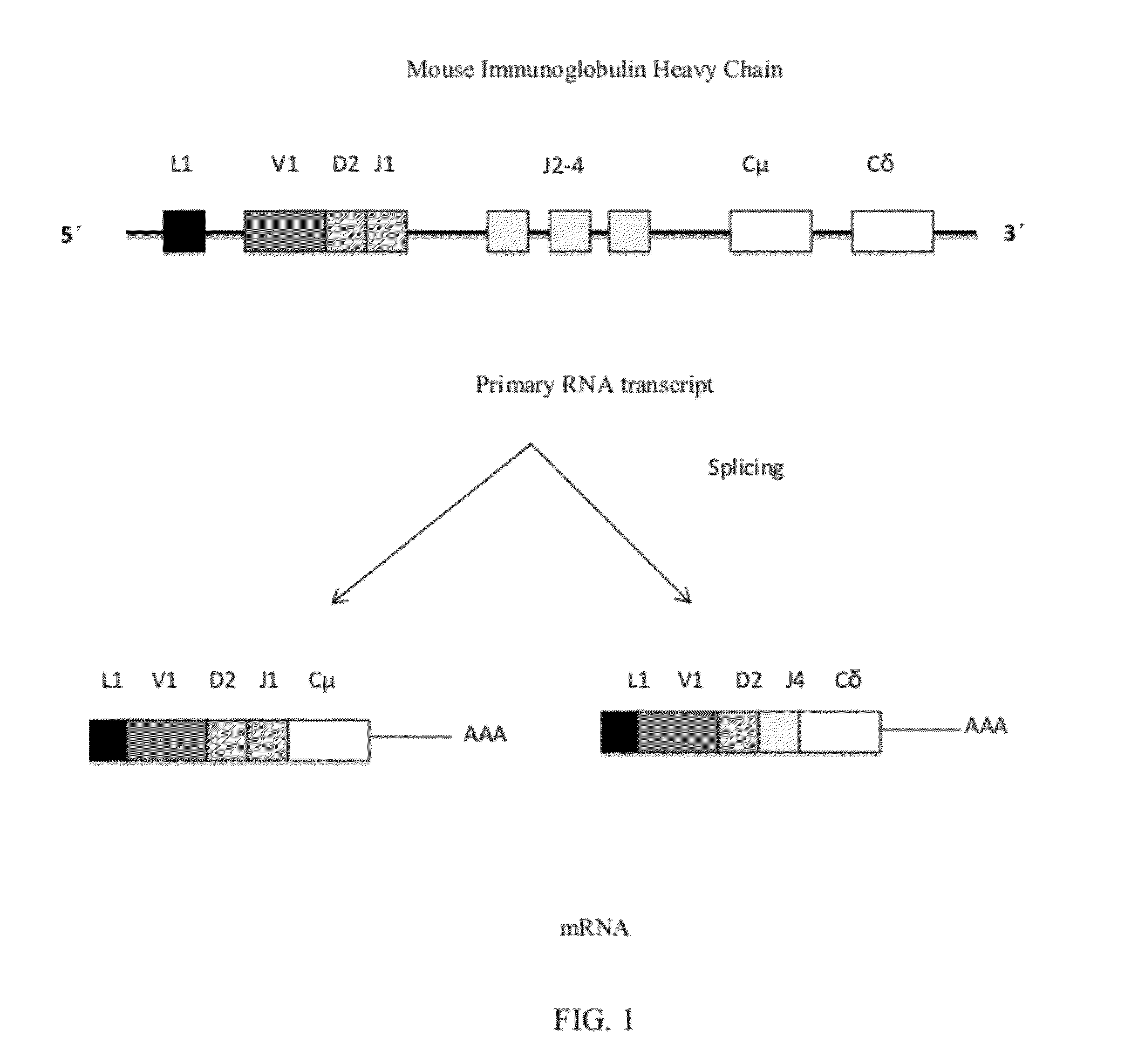 Alternative Splicing Constructs and Methods of Use