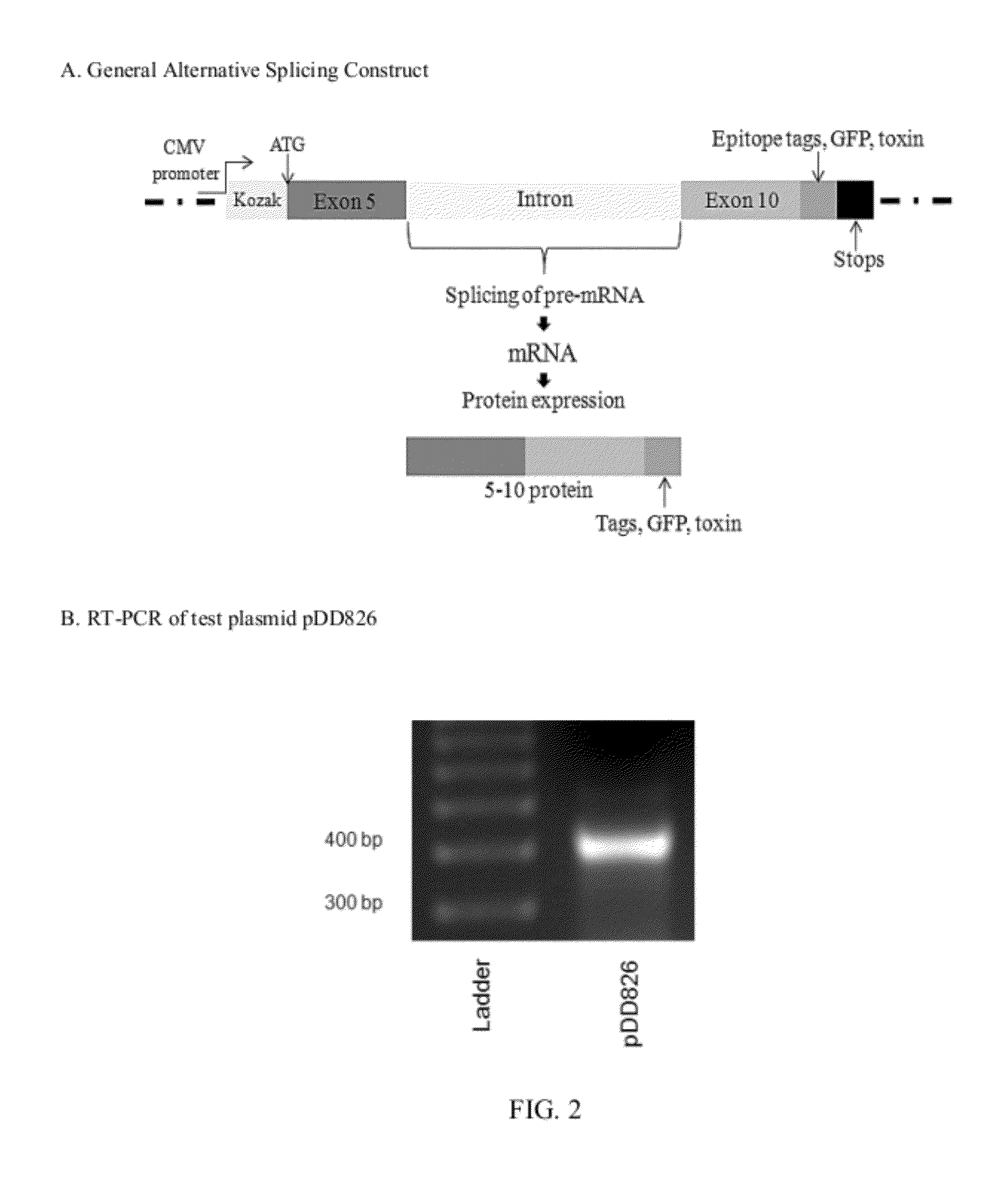 Alternative Splicing Constructs and Methods of Use