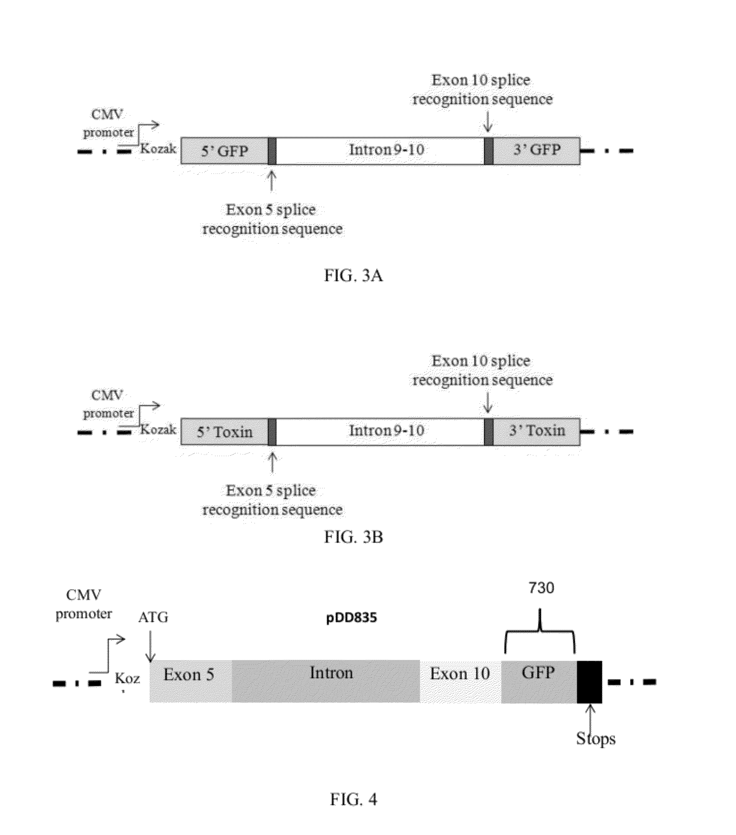Alternative Splicing Constructs and Methods of Use