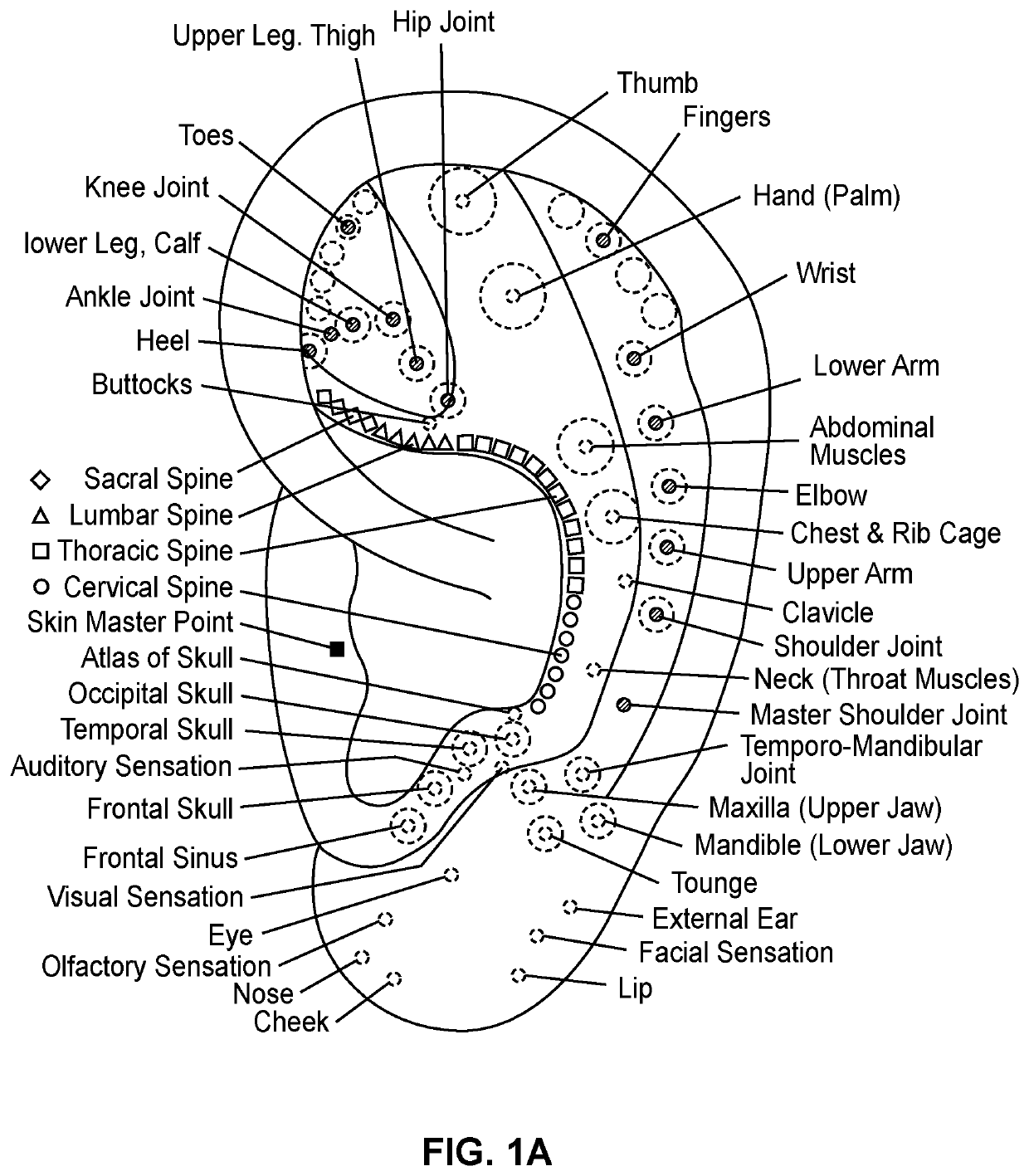 Devices, systems and methods for auricular acupuncture