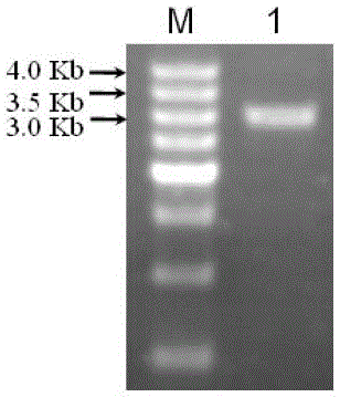 Peanut AhFAD2-2A gene promoter and application of peanut AhFAD2-2A gene promoter