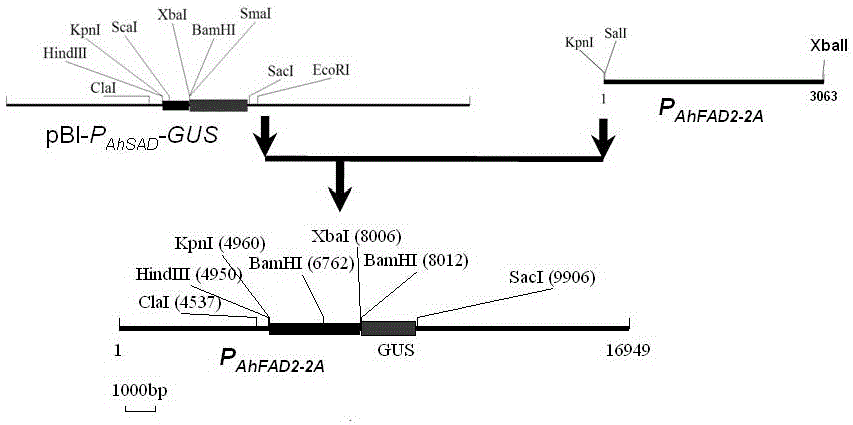 Peanut AhFAD2-2A gene promoter and application of peanut AhFAD2-2A gene promoter