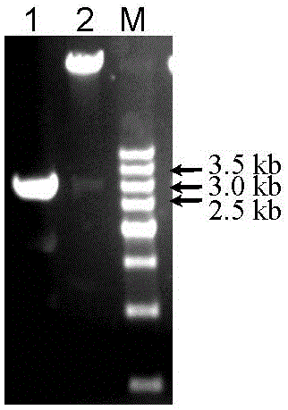 Peanut AhFAD2-2A gene promoter and application of peanut AhFAD2-2A gene promoter