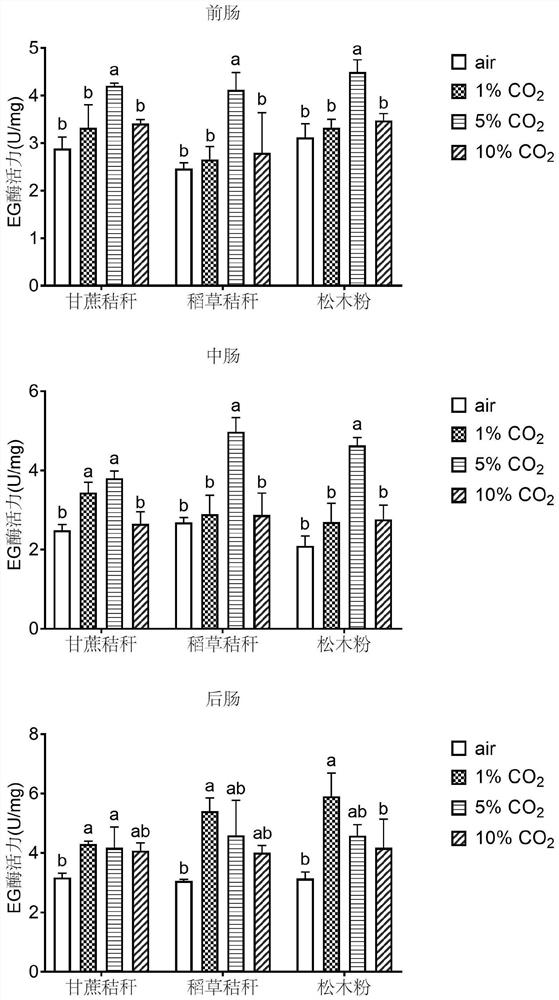 Application of CO2 in increasing activity of endogenous and exogenous digestive enzymes in intestinal tracts of termites