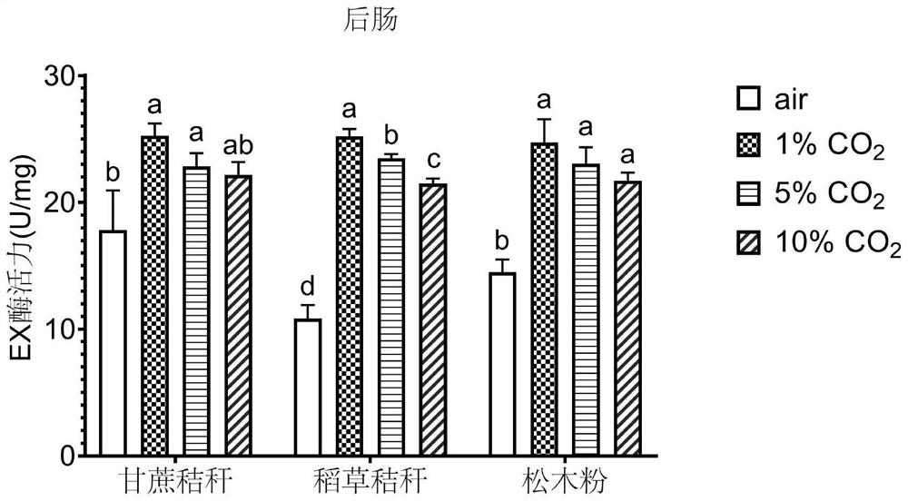 Application of CO2 in increasing activity of endogenous and exogenous digestive enzymes in intestinal tracts of termites