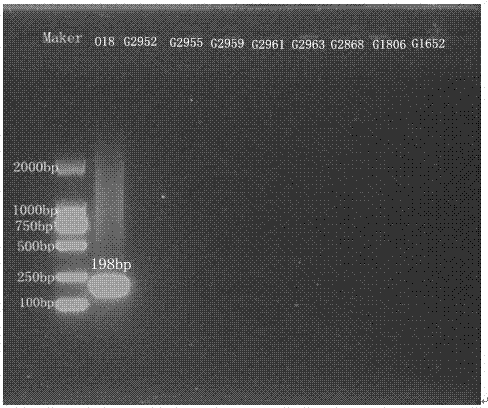 O18, O19, O23, and O12 specific nucleotides and applications